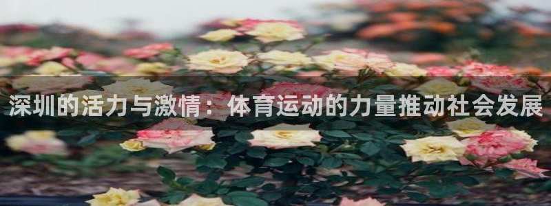 vsport体育官网下载招商电话号码：深圳的活力与激