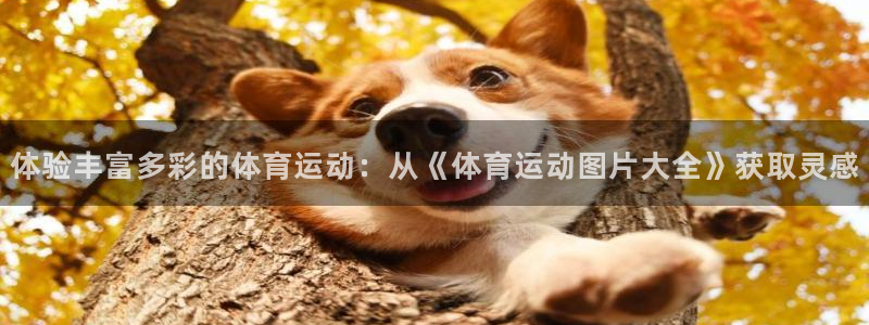 vsport体育官网下载平台是正规平台吗：体验丰富多彩的体育