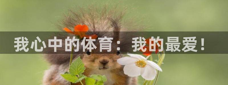  vsport体育平台app：我心中的体育：我的最爱！